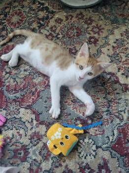 Colby -  Domestic Short Hair Cat for Adoption in Rio Linda, California - Colby | PetCurious