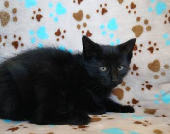 Banjo -  Domestic Short Hair Cat for Adoption in Dickson, Tennessee - Banjo | PetCurious