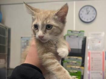 BAMBI -  Domestic Short Hair Cat for Adoption in Palo Alto, California - BAMBI | PetCurious
