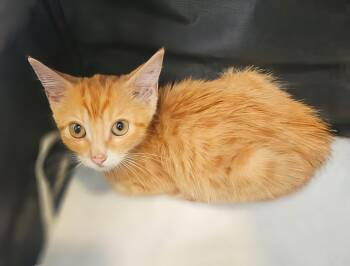 Cheese Plate -  Domestic Short Hair Cat for Adoption in Nashville, Tennessee - Cheese Plate | PetCurious