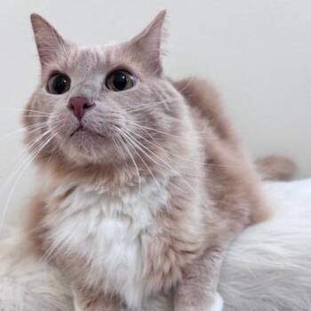 Boots -  Domestic Long Hair and Domestic Short Hair Cat for Adoption in Jupiter, Florida - Boots | PetCurious