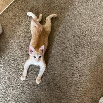 Pez -  Domestic Short Hair Cat for Adoption in Brea, California - Pez | PetCurious