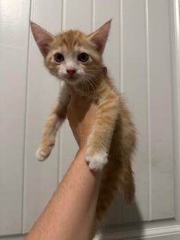 Titan -  Domestic Short Hair Cat for Adoption in Warrenville, South Carolina - Titan | PetCurious