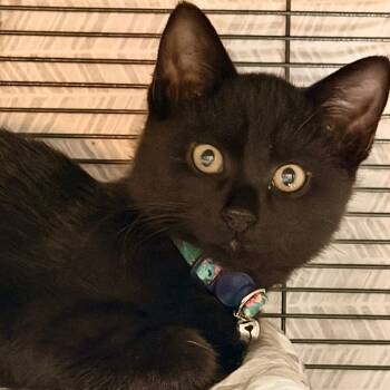 Rescue Domestic Short Hair Cats for Adoption in New York, New York - Noir | PetCurious
