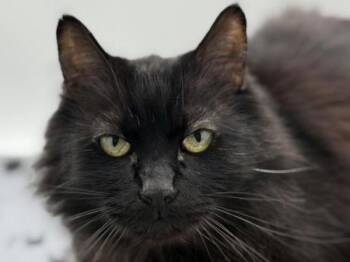 Domestic Medium Hair Cats Available for Adoption in Portland, Oregon - Kebo | PetCurious