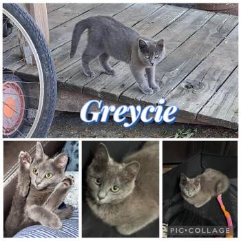 Domestic Short Hair Cats Available for Adoption in Houston, Texas - GREYCIE | PetCurious