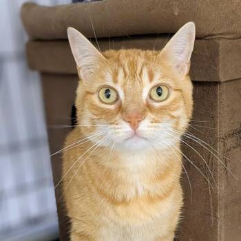 JJ Bonded with DRAYTON -  Domestic Short Hair Cat for Adoption in Delhi, Ontario - JJ Bonded With DRAYTON | PetCurious