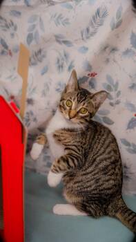 Rescue Domestic Short Hair Cats for Adoption in Alexandria, Indiana - Rebel With Out A Cause | PetCurious
