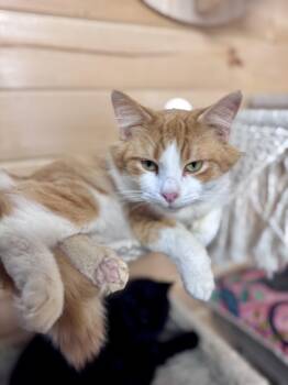 Maine Coon Cats Available for Adoption - Cheddar | PetCurious