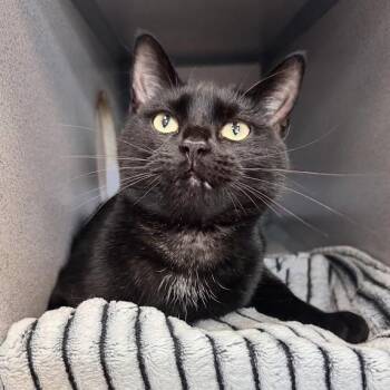 Jade -  Domestic Short Hair Cat for Adoption in Waterloo, Iowa - Jade | PetCurious