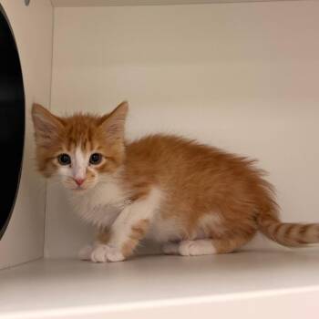 Garnet -  Domestic Short Hair Cat for Adoption in Reno, Nevada - Garnet | PetCurious