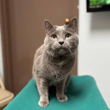 Domestic Short Hair Cats Available for Adoption - Kincade | PetCurious