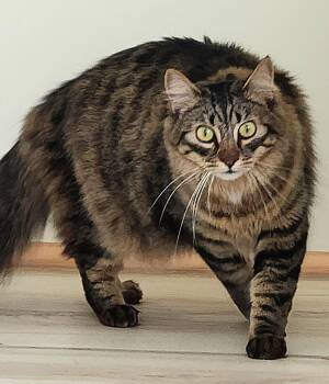 Domestic Medium Hair and Maine Coon Cats Available for Adoption in Monrovia, California - Dalton | PetCurious