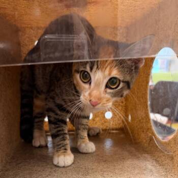 Sia -  Domestic Short Hair Cat for Adoption in Philadelphia, Pennsylvania - Sia | PetCurious