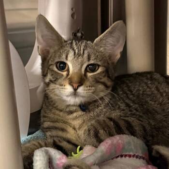 Venus -  Domestic Short Hair Cat for Adoption in Mentor, Ohio - Venus | PetCurious