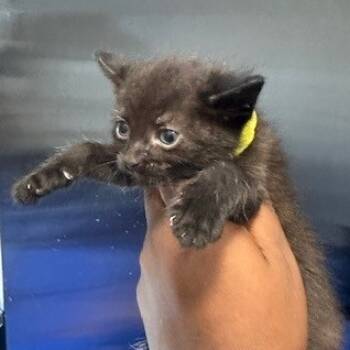 Rescue Domestic Short Hair Cats for Adoption in Greensboro, North Carolina - Tomcat | PetCurious