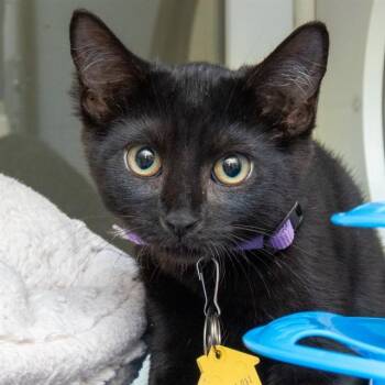 HONEYBEE -  Domestic Short Hair Cat for Adoption in St. Louis, Missouri - HONEYBEE | PetCurious