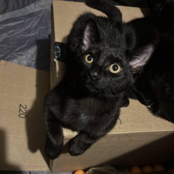 Balou (Mr. Lovalova) -  Domestic Short Hair Cat for Adoption in Miami, Florida - Balou (Mr. Lovalova) | PetCurious