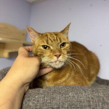 Cyrus -  Domestic Short Hair Cat for Adoption in Springboro, Ohio - Cyrus | PetCurious