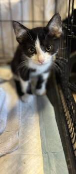 Rescue Domestic Short Hair Cats for Adoption in Beaverton, Oregon - Luca | PetCurious