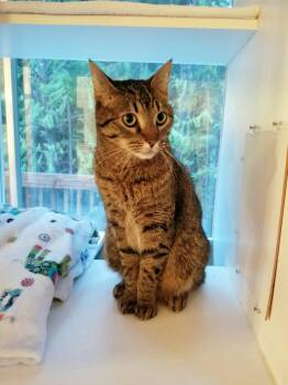 SIMMS #1919- Offered by Owner -  Tabby and Domestic Short Hair Cat for Adoption in Hillsboro, Oregon - SIMMS #1919- Offered By Owner | PetCurious