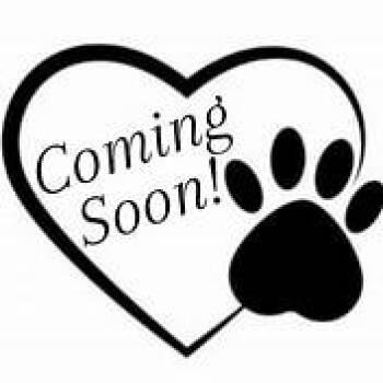 Goose -  Domestic Medium Hair Cat for Adoption in Jasper, Indiana - Goose | PetCurious