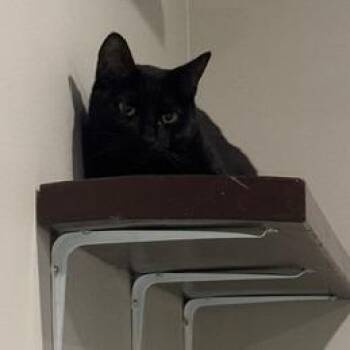 Domestic Short Hair Cats Available for Adoption - Sylus C11200 | PetCurious