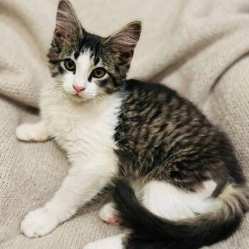 Joseph -  Tabby Cat for Adoption in Wyandotte, Michigan - Joseph | PetCurious