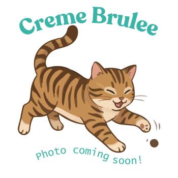 Creme Brulee -  American Shorthair Cat Available for Adoption in Houston, Texas - Creme Brulee | PetCurious
