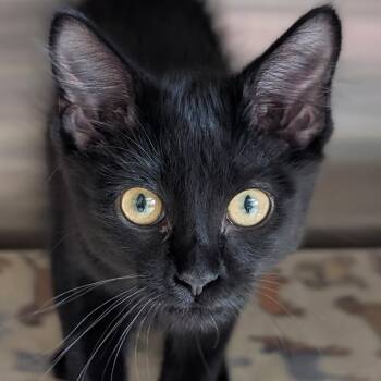Kitrece -  Domestic Medium Hair Cat for Adoption in Jefferson, Wisconsin - Kitrece | PetCurious