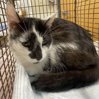 A611126 -  Domestic Short Hair Cat for Adoption in Modesto, California - A611126 | PetCurious