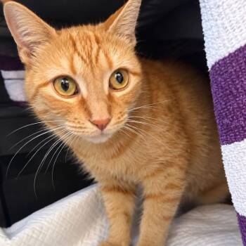 Lyra -  Domestic Short Hair Cat for Adoption in New York, New York - Lyra | PetCurious
