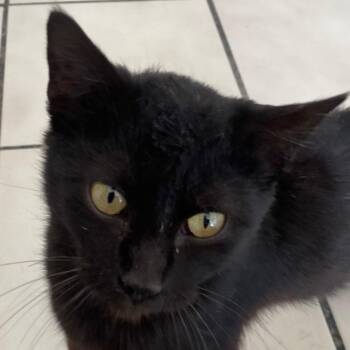 Rescue American Shorthair Cats for Adoption in Poplar Bluff, Missouri - Toothless | PetCurious