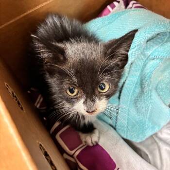 Charlie Chaplin -  Domestic Short Hair Cat for Adoption in Columbus, Georgia - Charlie Chaplin | PetCurious