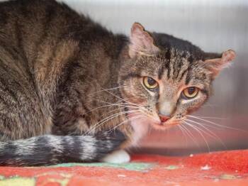 Domestic Short Hair Cats Available for Adoption - DON CARLOS | PetCurious