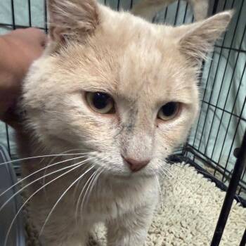 Solar Flare -  Domestic Short Hair Cat for Adoption in Normal, Illinois - Solar Flare | PetCurious