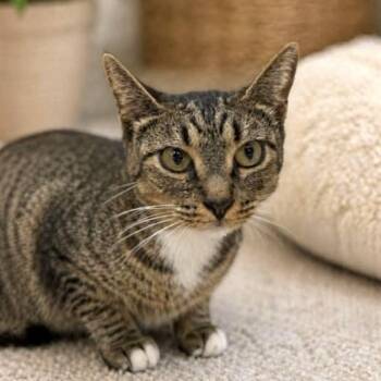 Hunny Bunny -  Tabby and Domestic Short Hair Cat for Adoption in Friendswood, Texas - Hunny Bunny | PetCurious
