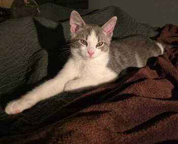 Joe -  Domestic Short Hair Cat for Adoption in Findlay, Ohio - Joe | PetCurious