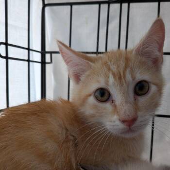 Scarecrow -  Domestic Short Hair Cat for Adoption in Fairfax Station, Virginia - Scarecrow | PetCurious
