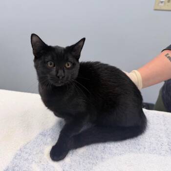 Rimona -  Domestic Short Hair Cat for Adoption in Raleigh, North Carolina - Rimona | PetCurious