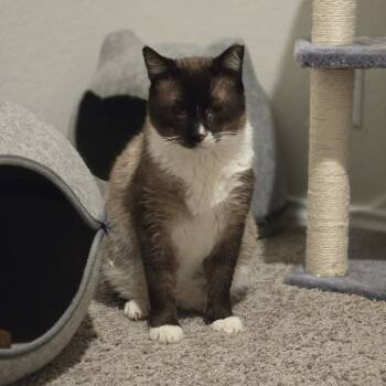 Rescue Domestic Short Hair Cats for Adoption in San Antonio, Texas - Milkshake | PetCurious
