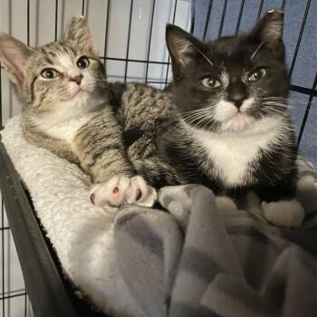 Sparky -  Domestic Short Hair Cat for Adoption in Medina, Ohio - Sparky | PetCurious