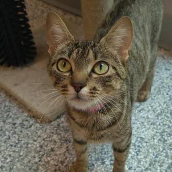 Moana -  Domestic Short Hair Cat for Adoption in Knoxville, Tennessee - Moana | PetCurious