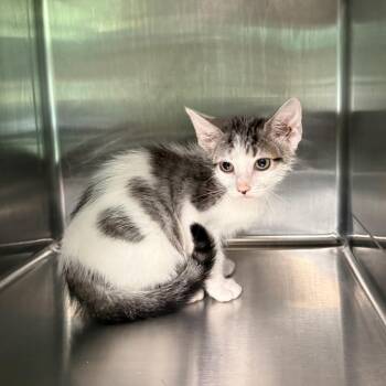 Moss 4056 -  American Shorthair Cat for Adoption in Hamilton, Georgia - Moss 4056 | PetCurious