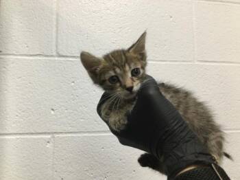 Domestic Short Hair Cats Available for Adoption in Thousand Palms, California - A1917298 | PetCurious