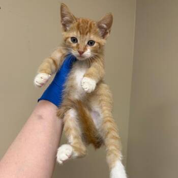 Franc -  Domestic Short Hair Cat for Adoption in Birmingham, Alabama - Franc | PetCurious
