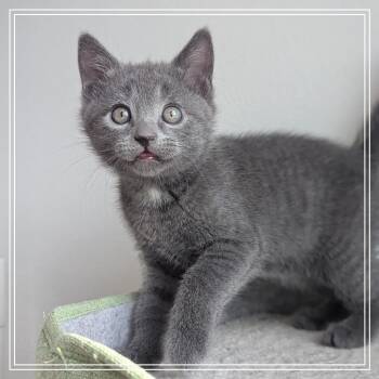 Floyd -  Domestic Short Hair Cat for Adoption in Meridian, Idaho - Floyd | PetCurious