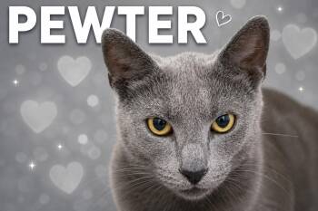 Pewter (FCID# 05/19/2026 - 60 Trainer) -  Domestic Short Hair Cat Available for Adoption in Greenville, Delaware - Pewter (FCID# 05/19/2026 - 60 Trainer) | PetCurious