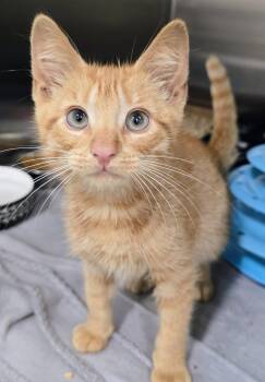 6-317 Rodney -  Domestic Short Hair Cat for Adoption in Lindenhurst, New York - 6-317 Rodney | PetCurious