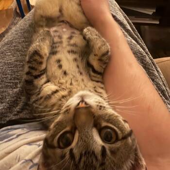 Ramona -  Domestic Short Hair Cat for Adoption in Huntington, Massachusetts - Ramona | PetCurious